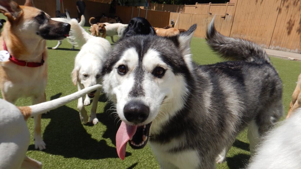 7 Reasons to Send Your Dog to Daycare Best Friends Fur Ever