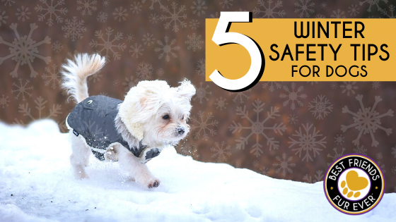 5 Winter Safety Tips for Dogs