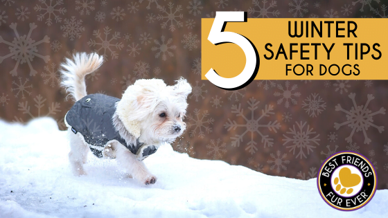Thumbnail for Winter Dog-Proofing Tips