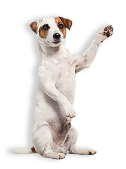 dog sitting up with its paw raised in the air