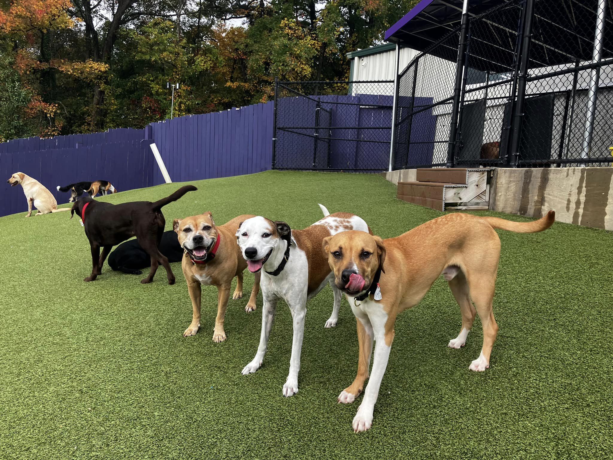 About Best Friends Fur Ever AwardWinning Dog Training, Daycare