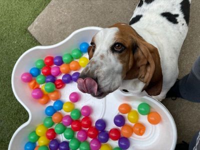 pup licking his lips in front of a tub with colorful play balls