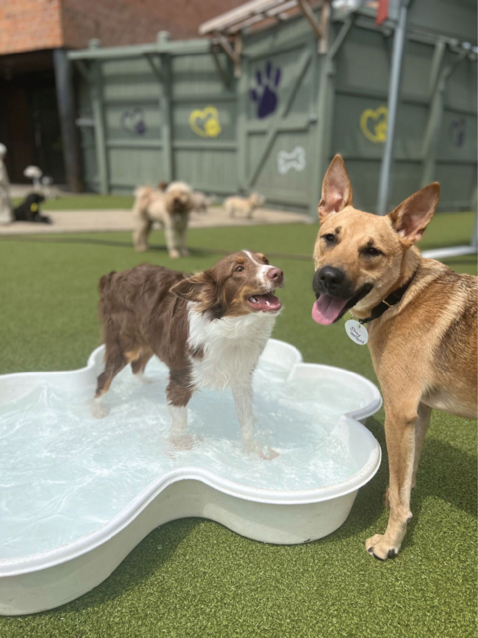 dogs playing outside in a small pool