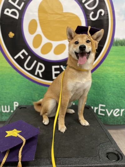 happy dog with his tongue out, posing in a graduation cap